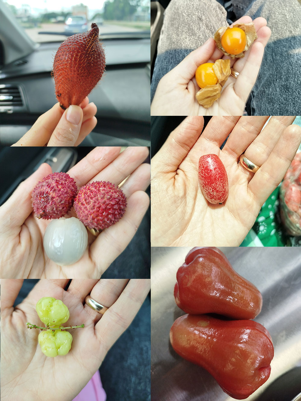 میوه های استوایی 