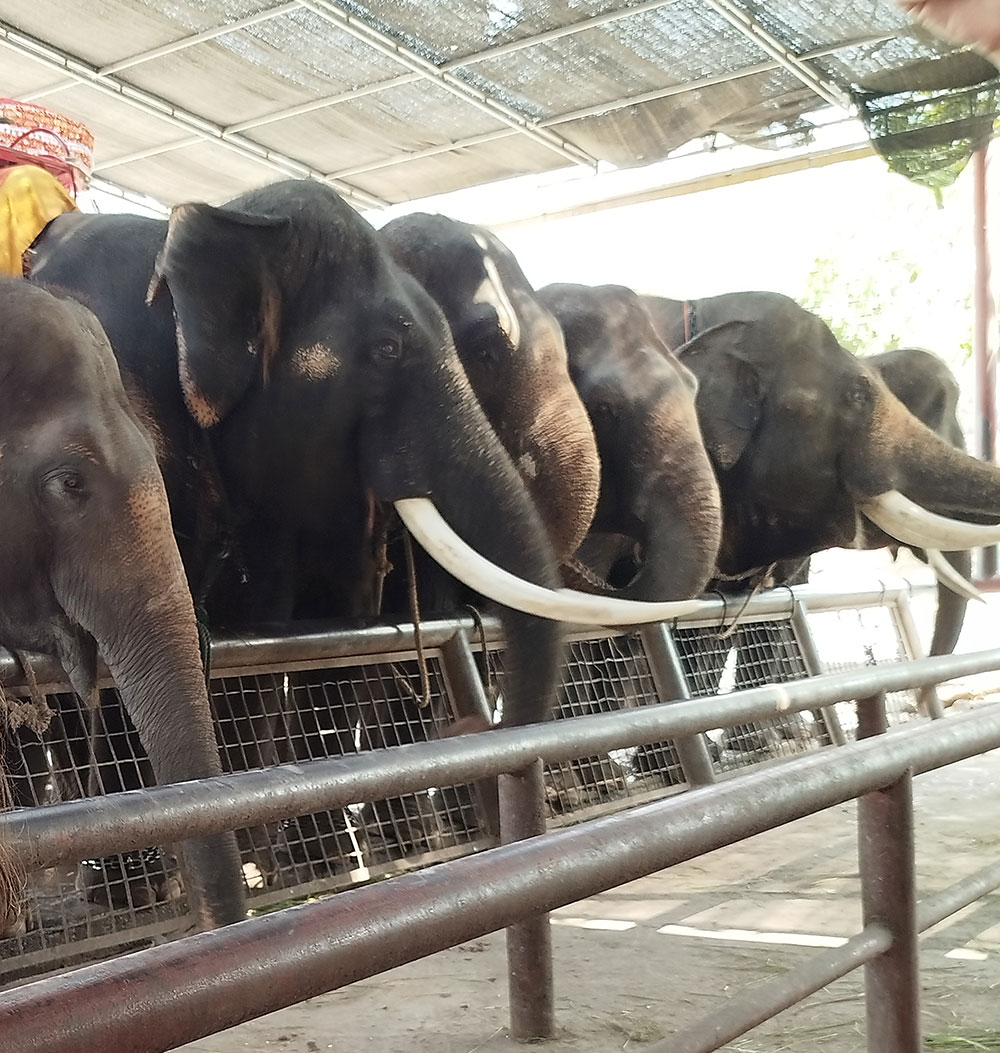 سفرنامه تایلند – فیلها در مسیر Ayutthaya